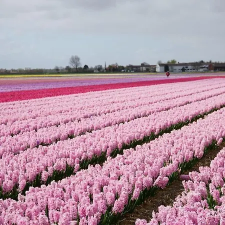 Chalet The Captain's Petten